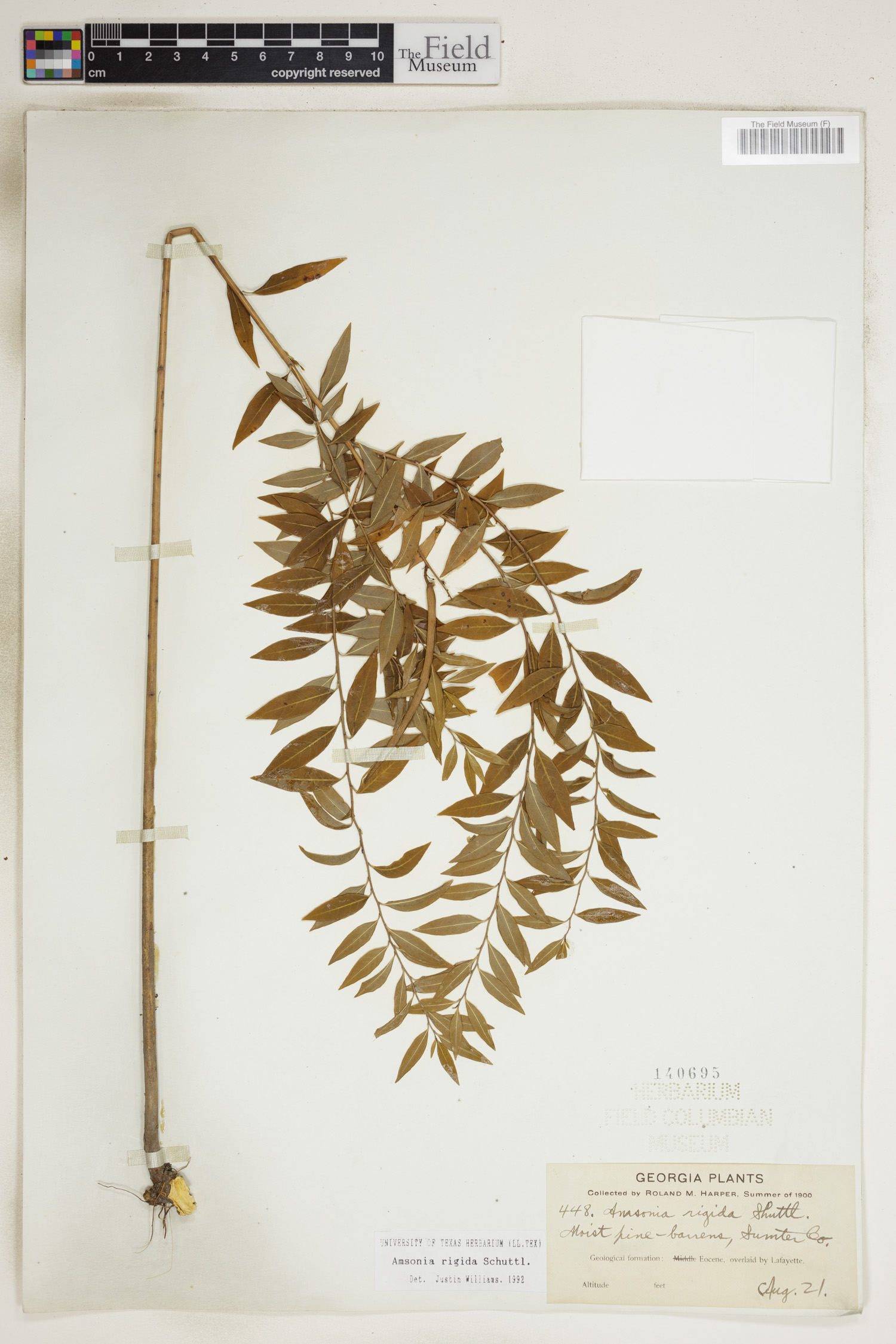 Amsonia rigida image