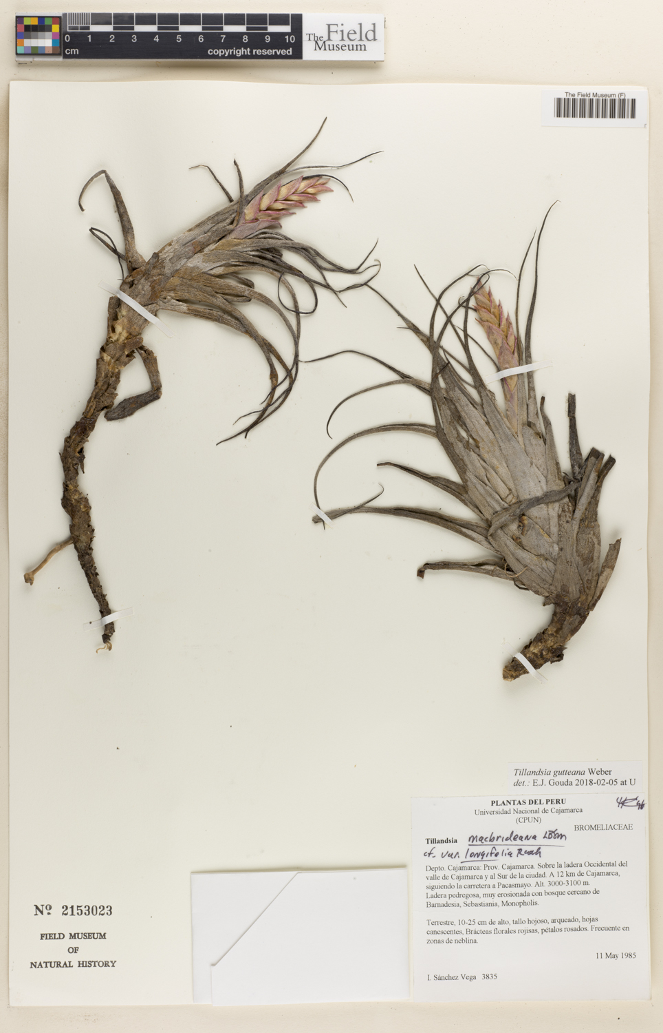 Vriesea guttata image
