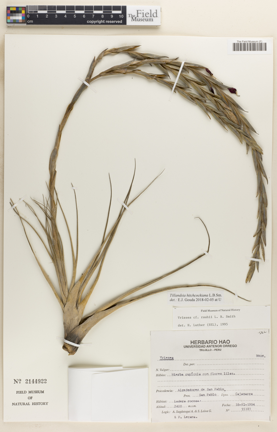 Tillandsia hitchcockiana image