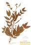 Senna occidentalis image