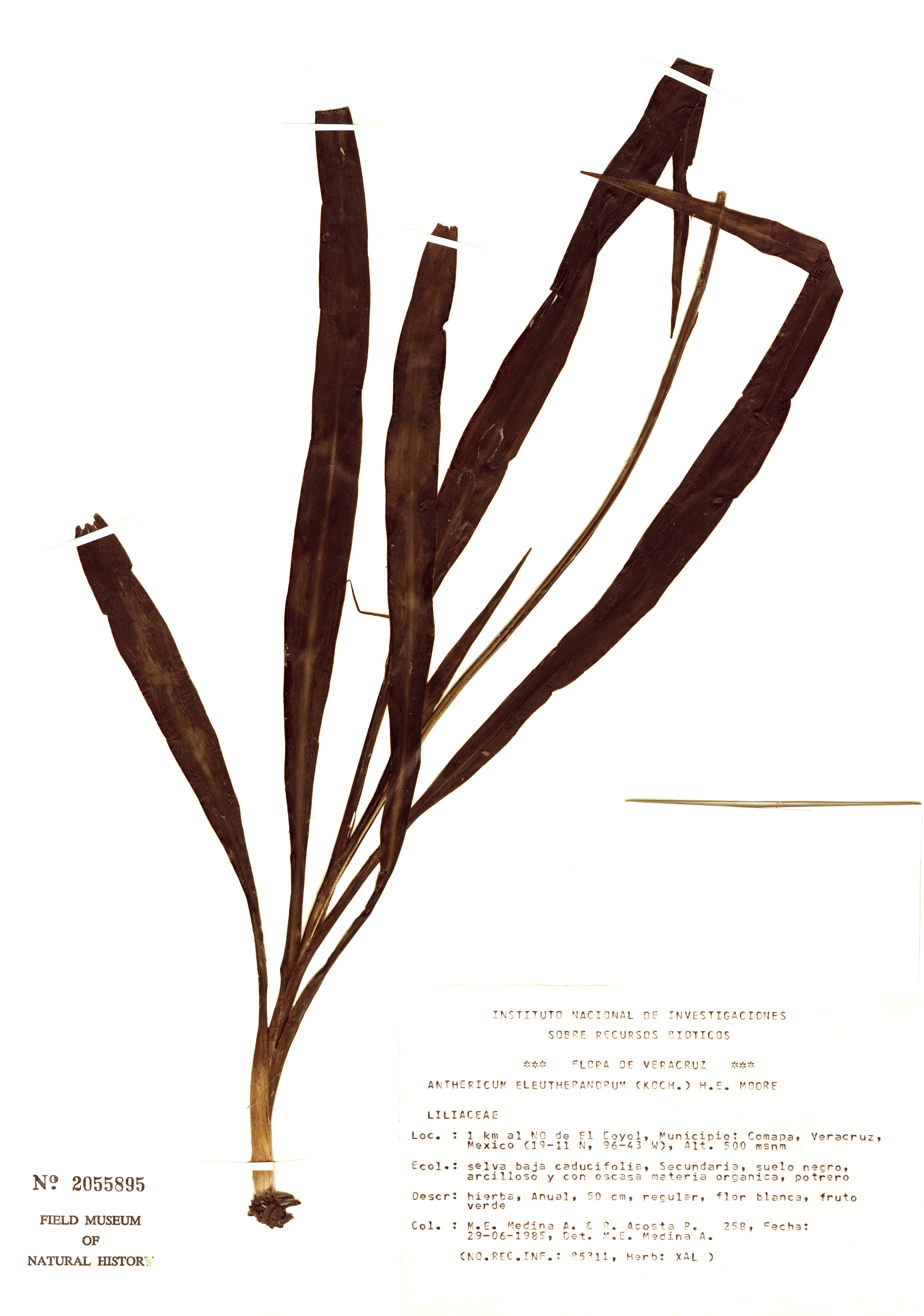 Echeandia albiflora image