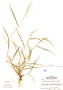 Bouteloua disticha image