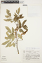 Lonchocarpus cultratus image