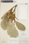 Lonchocarpus spiciflorus image