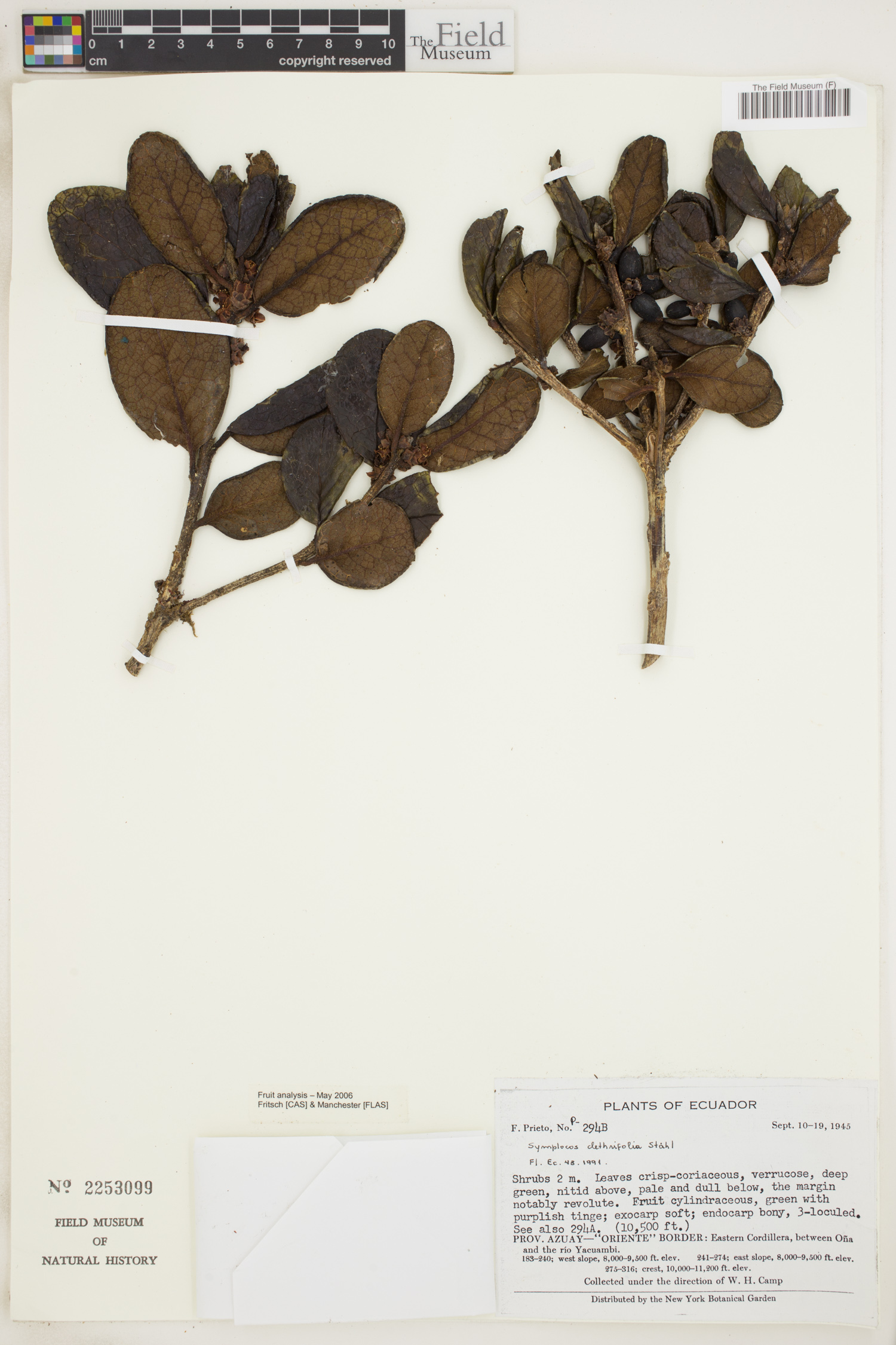Symplocos clethrifolia image