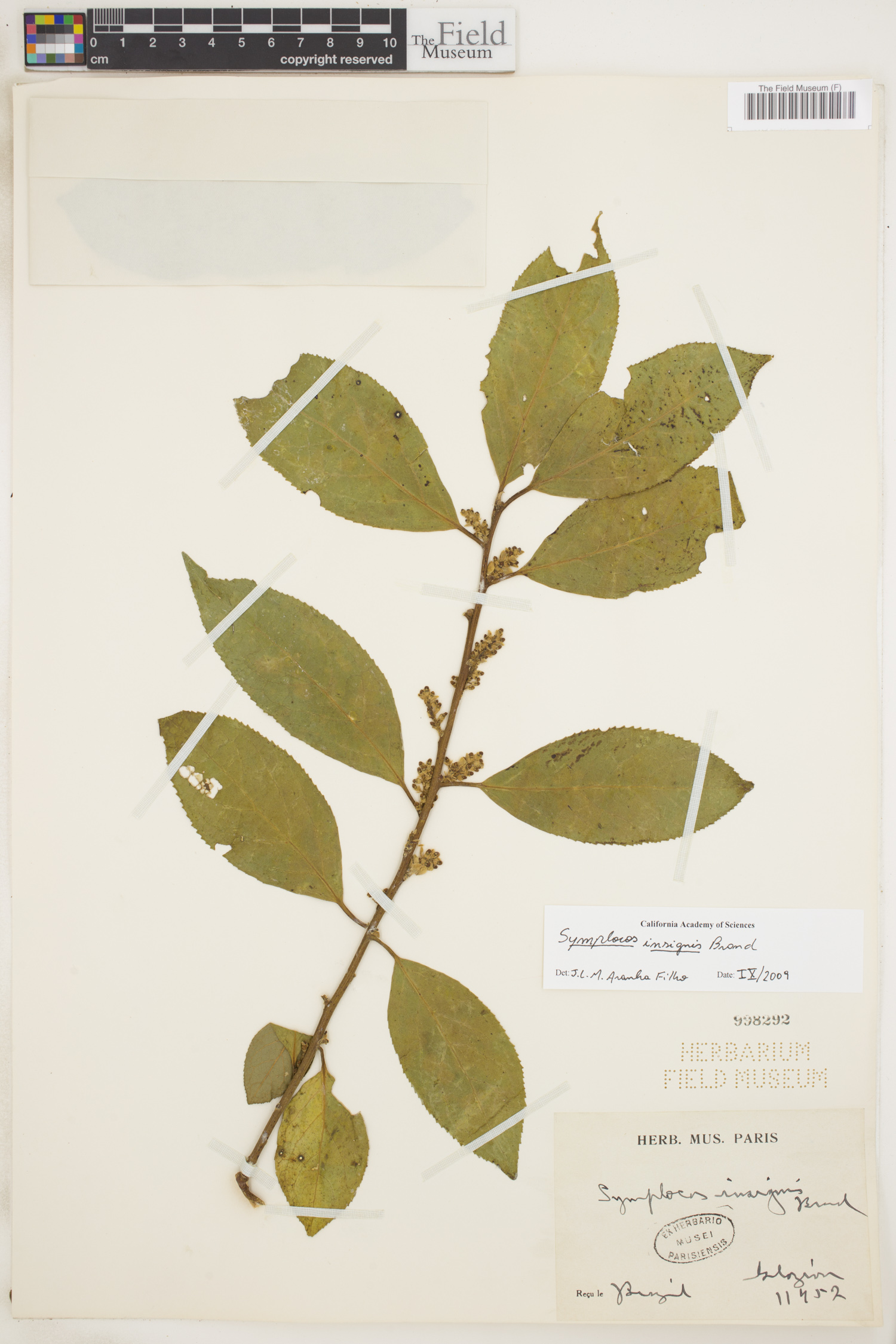 Symplocos insignis image