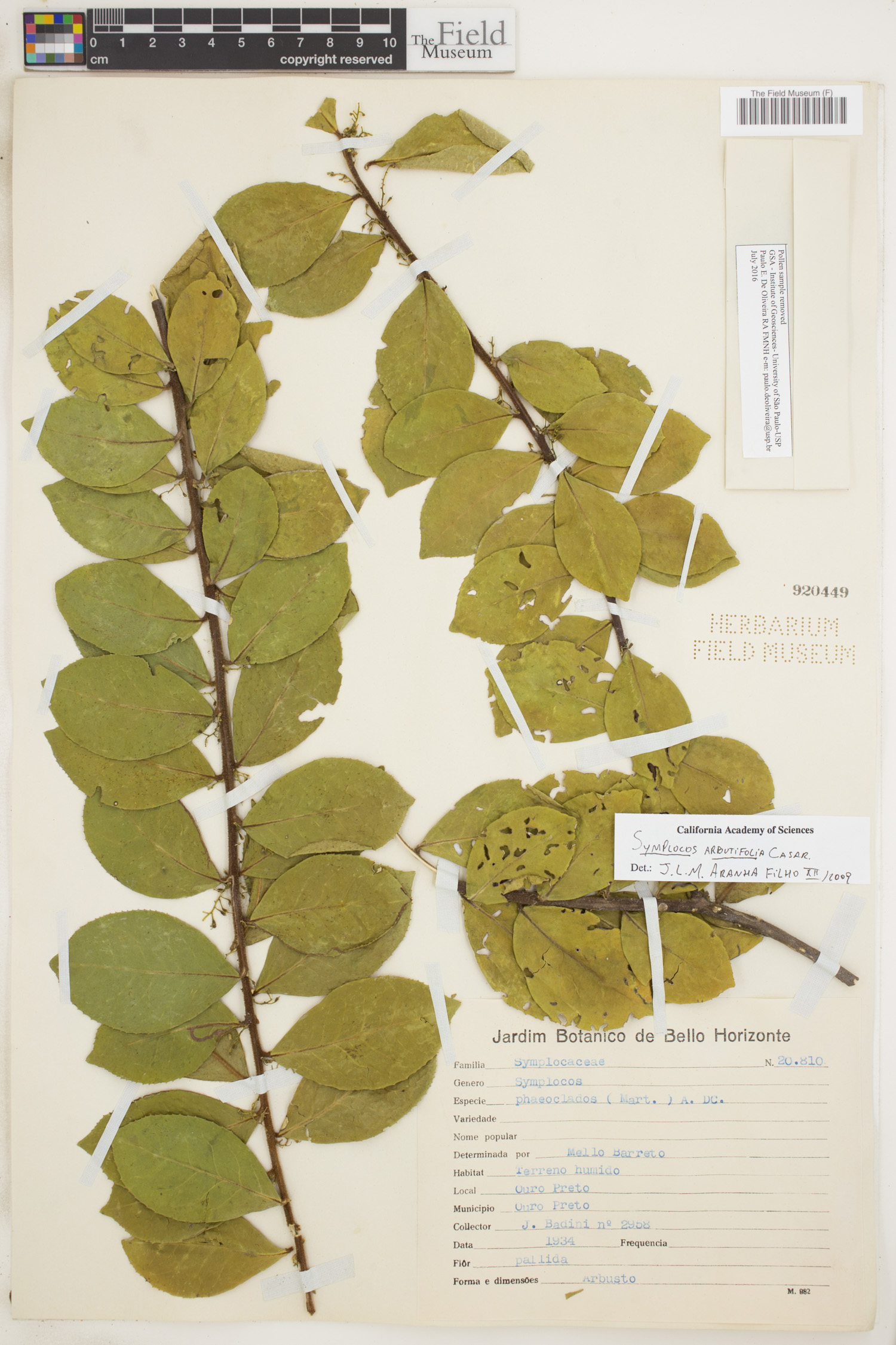 Symplocos arbutifolia image