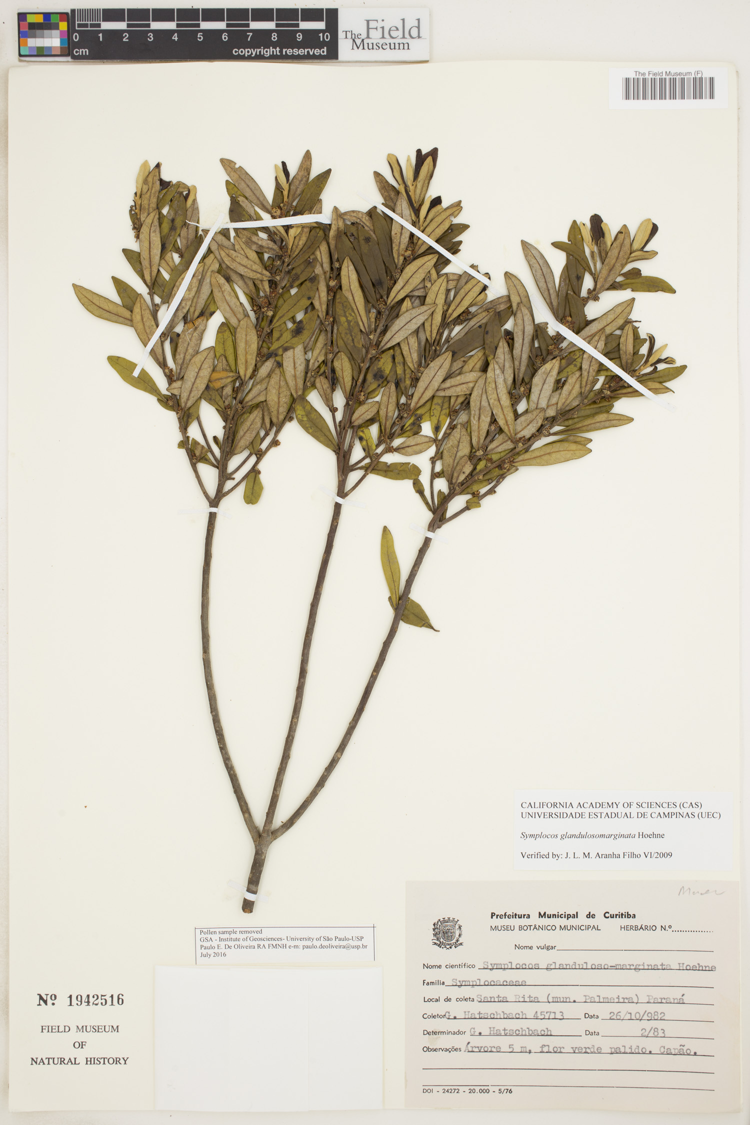 Symplocos glandulosomarginata image