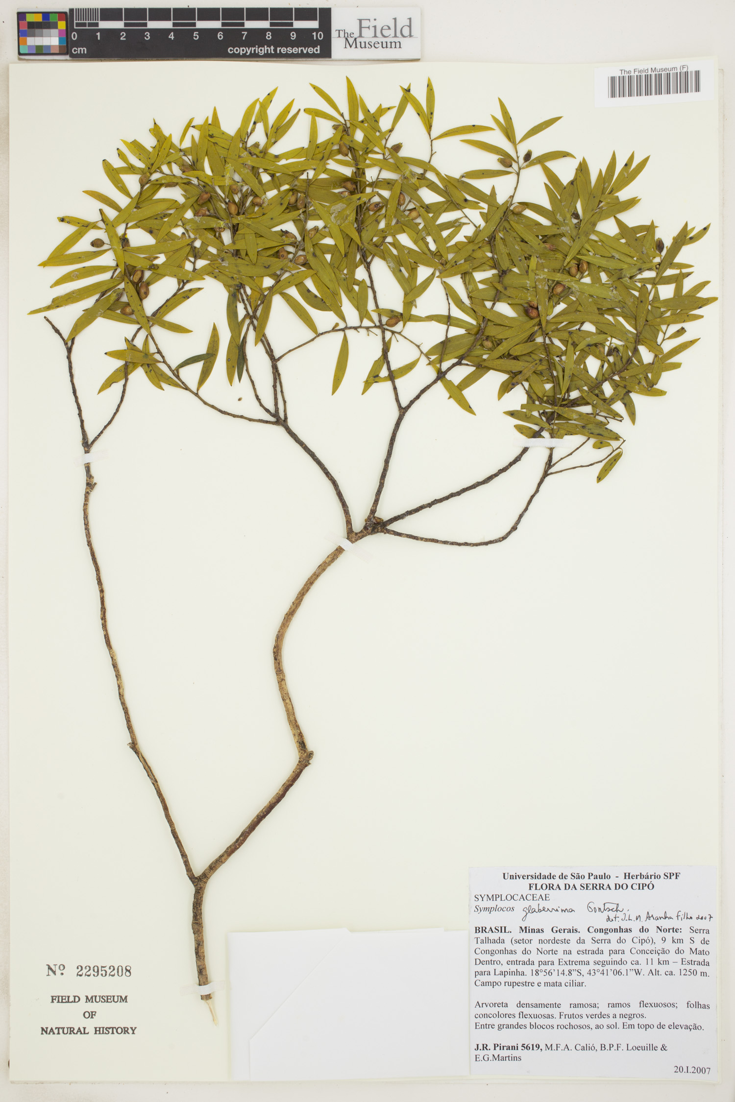 Symplocos glaberrima image