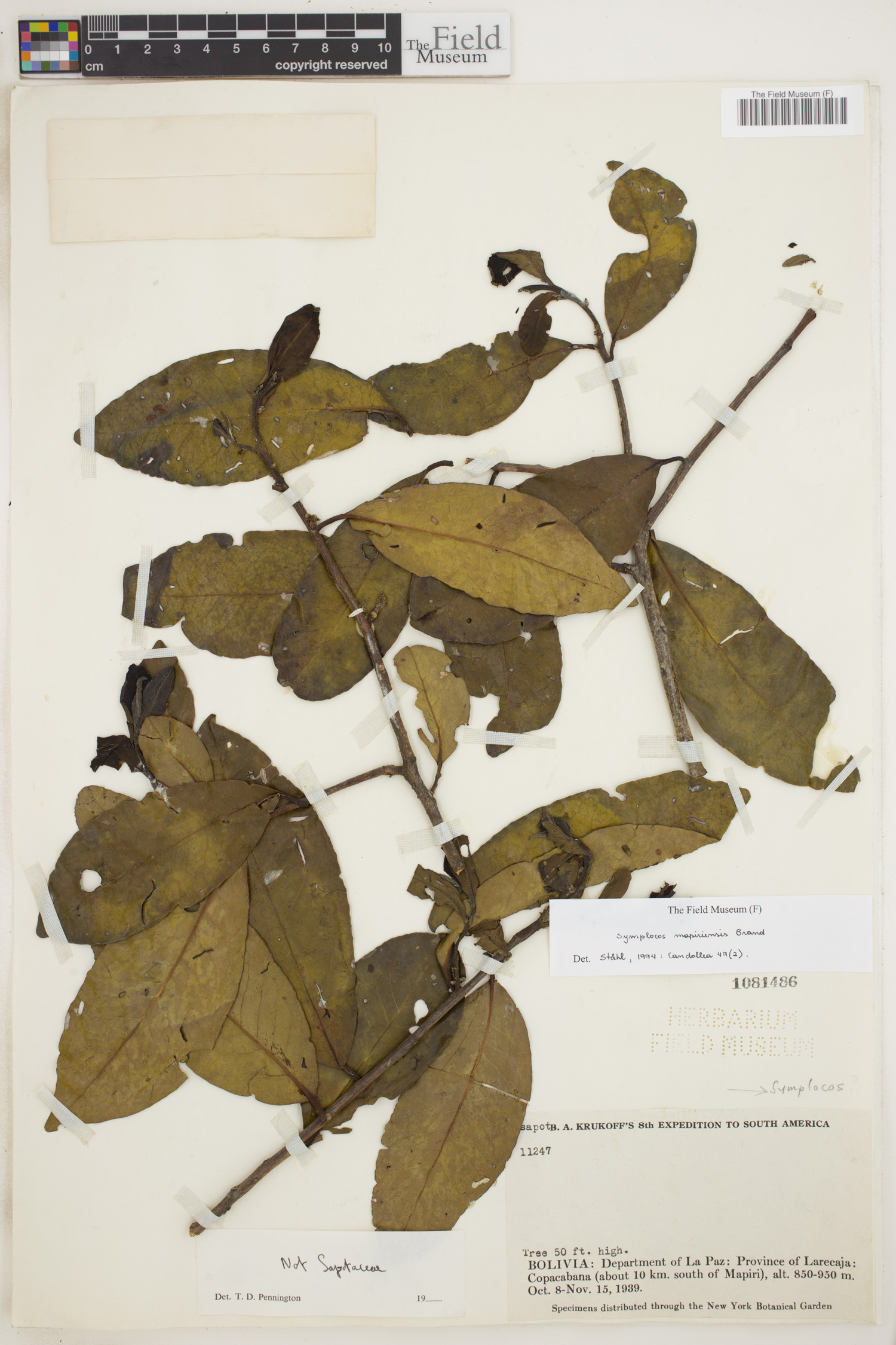 Symplocos mapirensis image