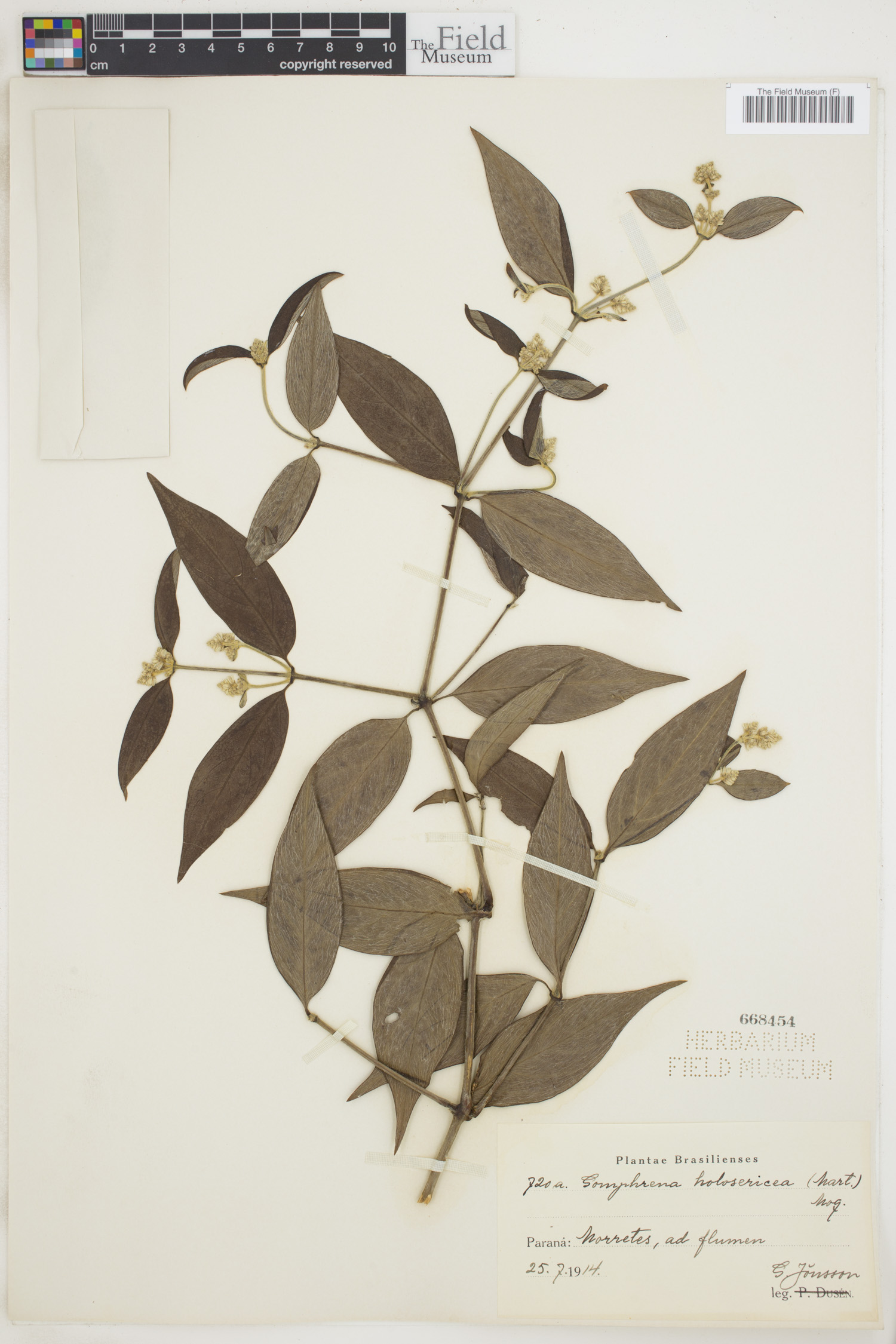 Gomphrena holosericea image
