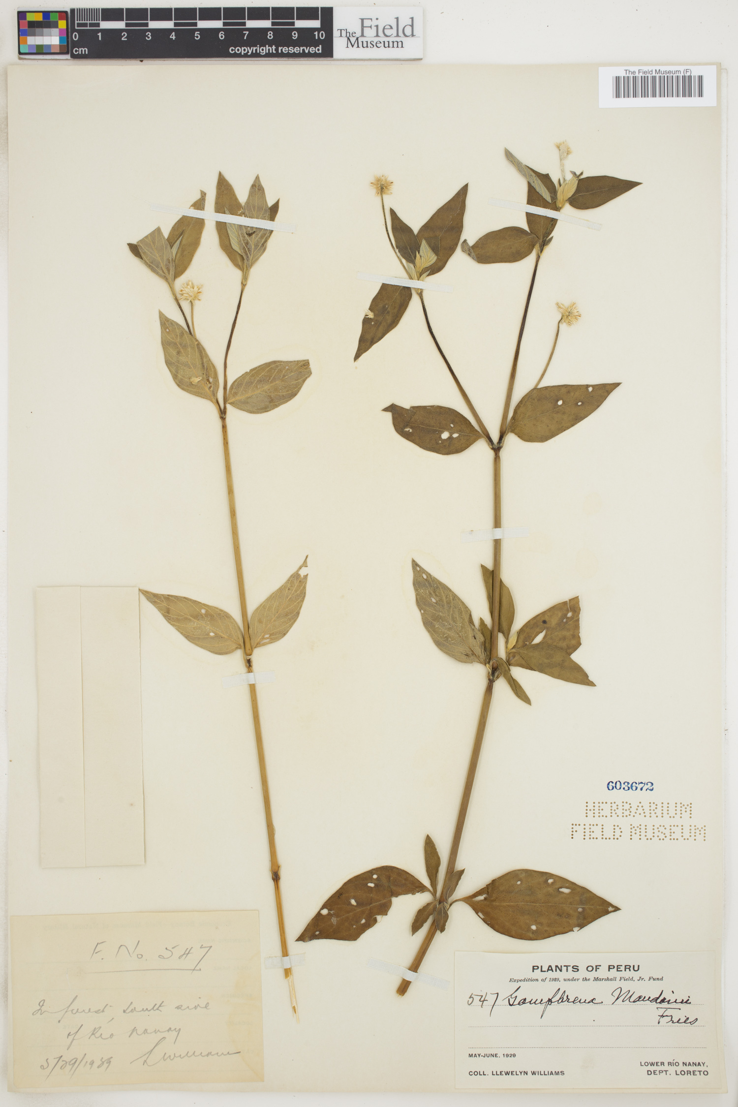 Gomphrena mandonii image