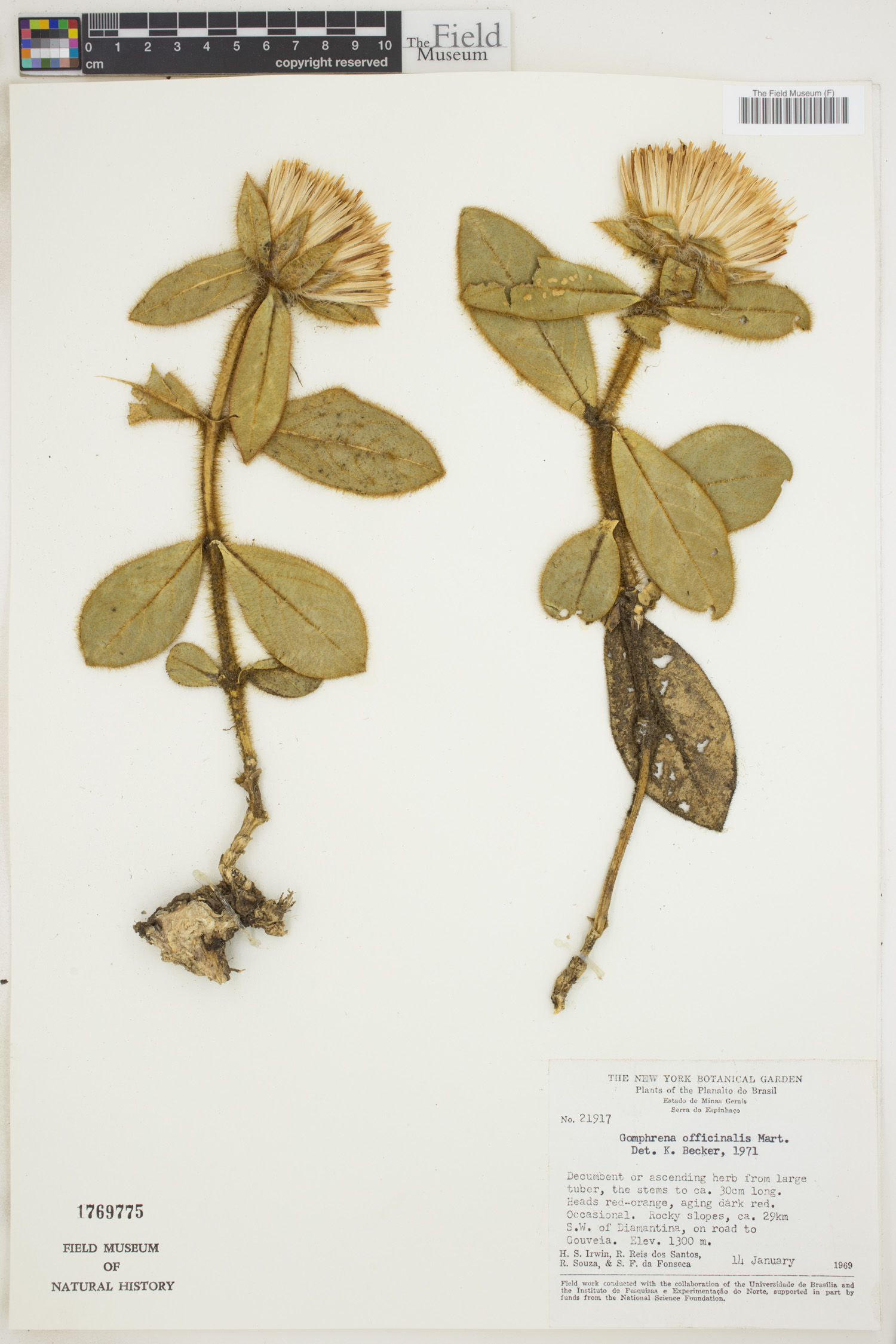Gomphrena arborescens image