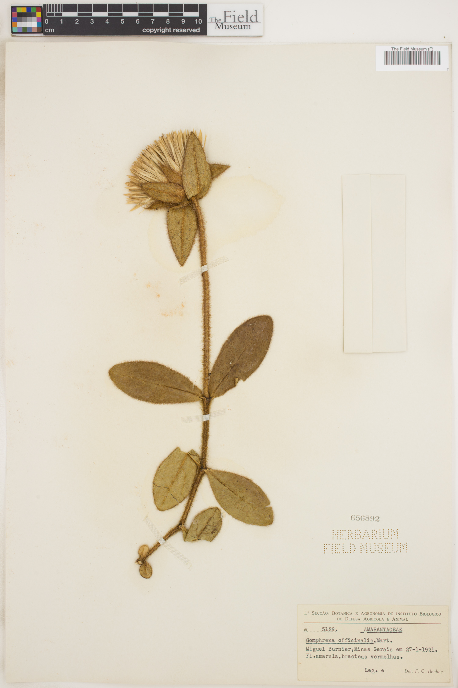 Gomphrena arborescens image