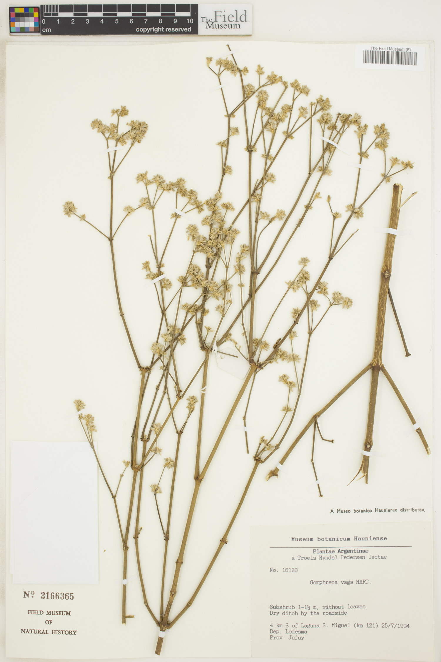 Gomphrena vaga image