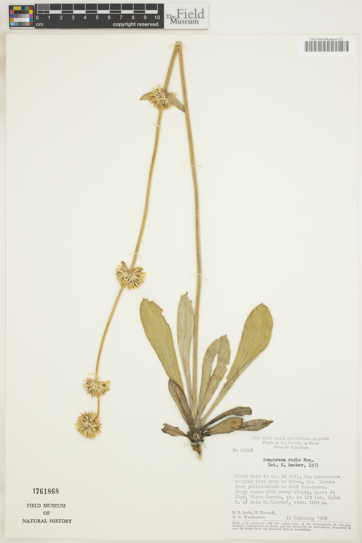 Gomphrena rudis image