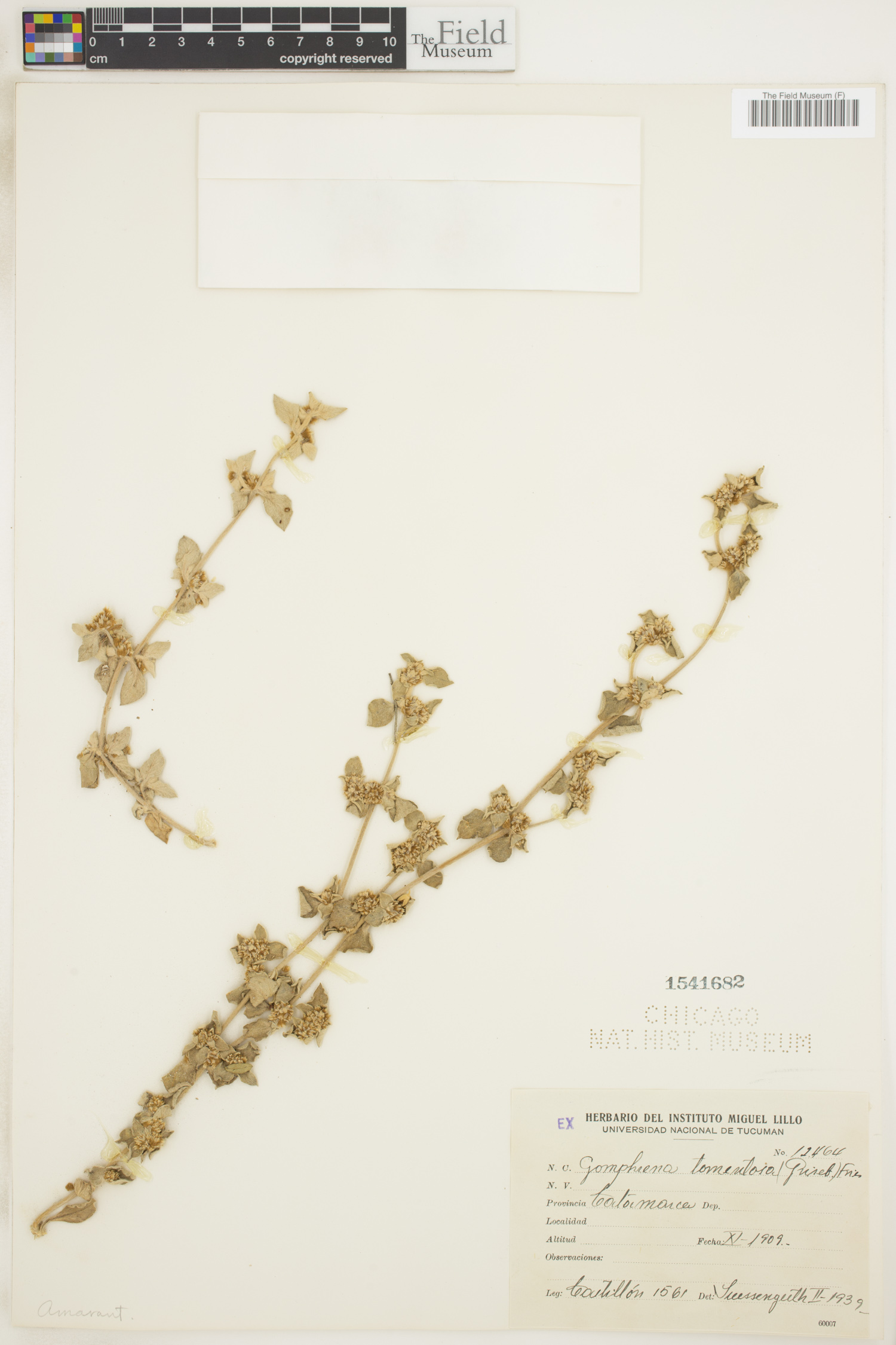 Gomphrena tomentosa image