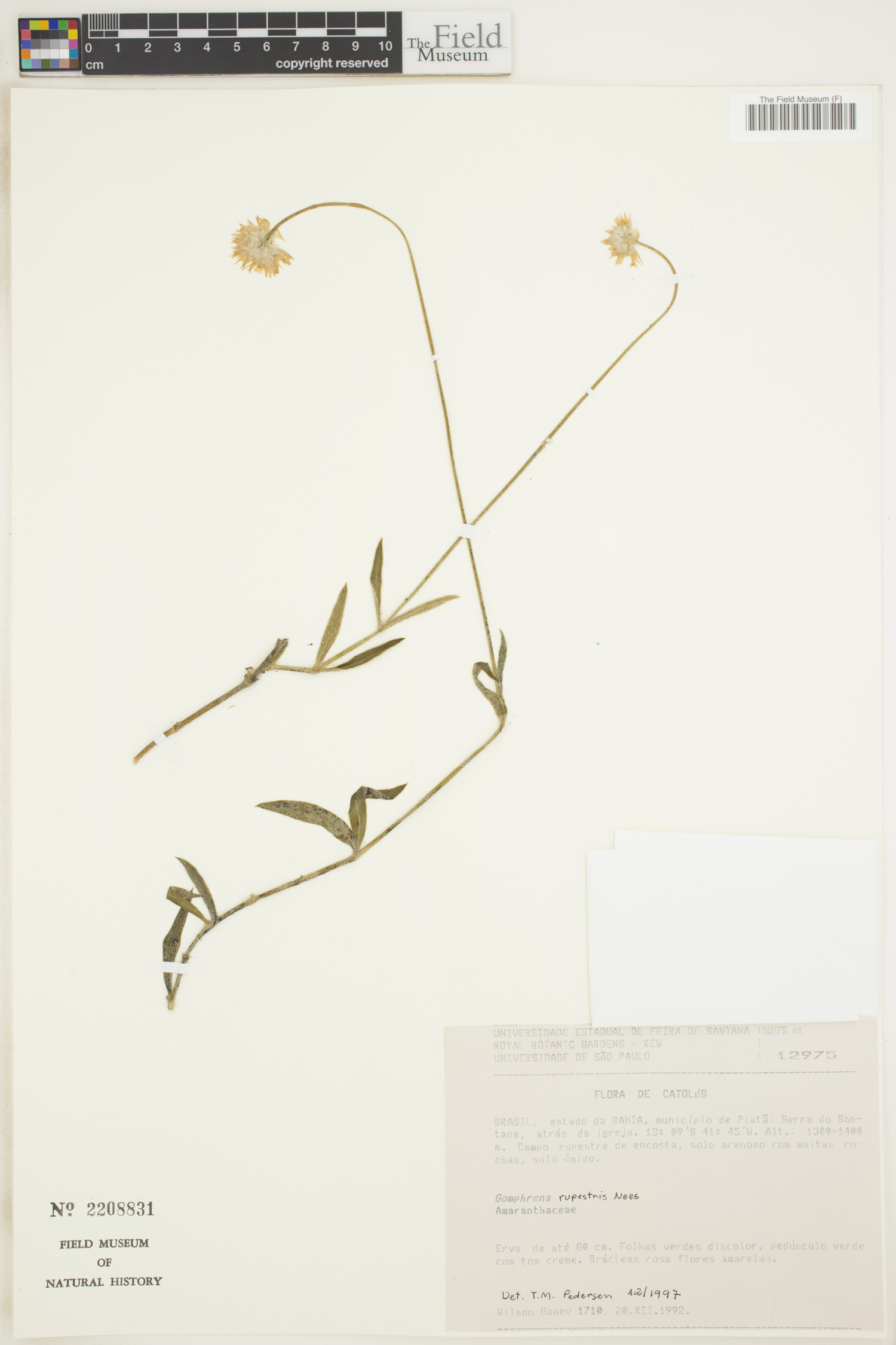 Gomphrena rupestris image
