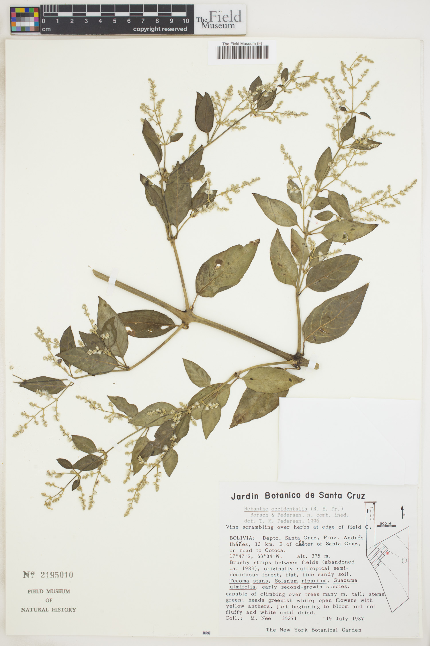 Hebanthe image