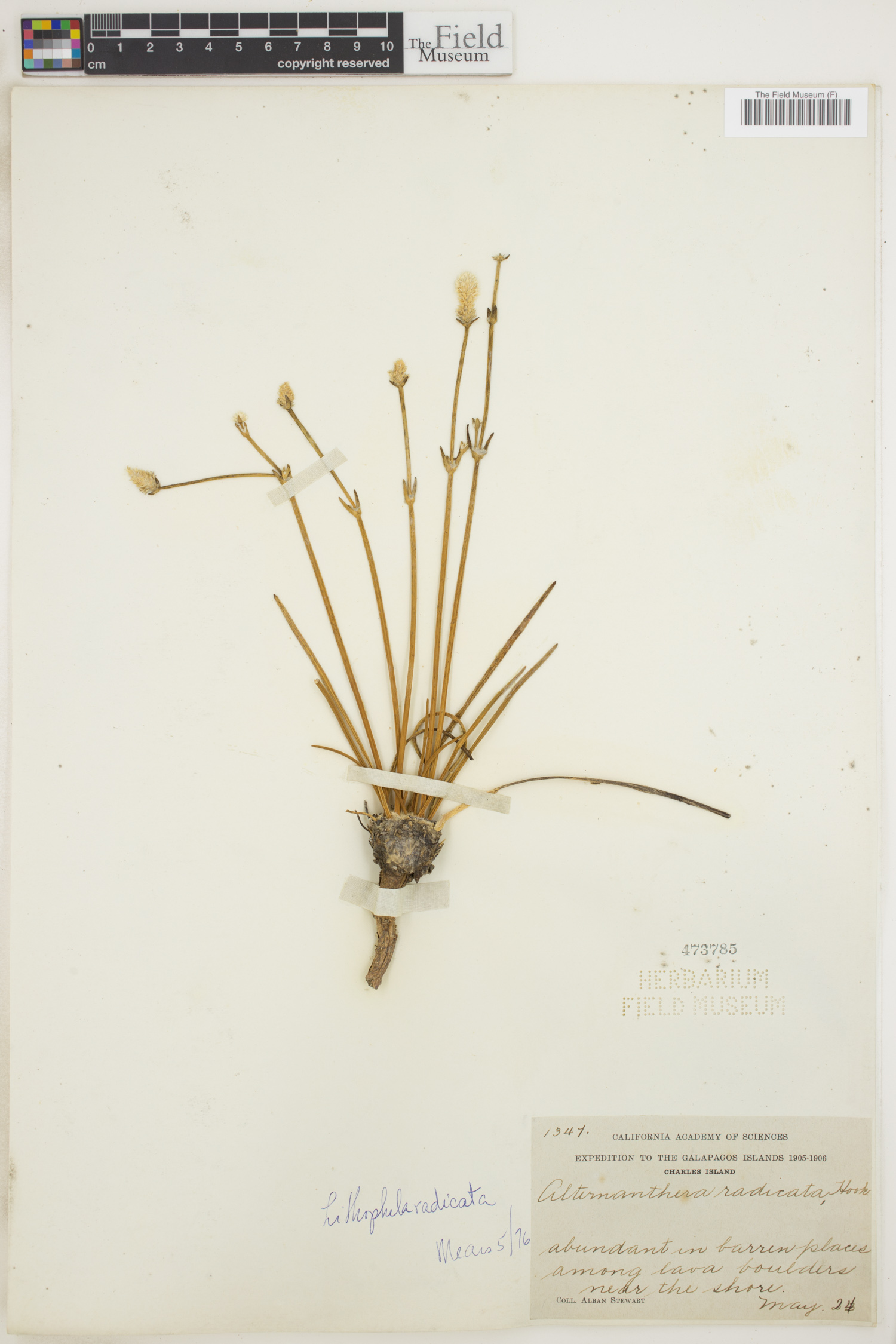 Lithophila radicata image