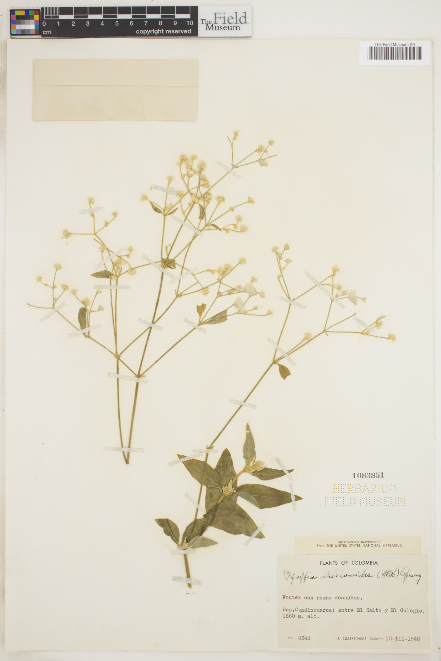 Pfaffia iresinoides image