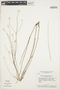 Pfaffia tuberosa subsp. tuberosa image