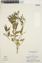 Pfaffia stenophylla image