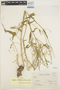Pfaffia stenophylla image