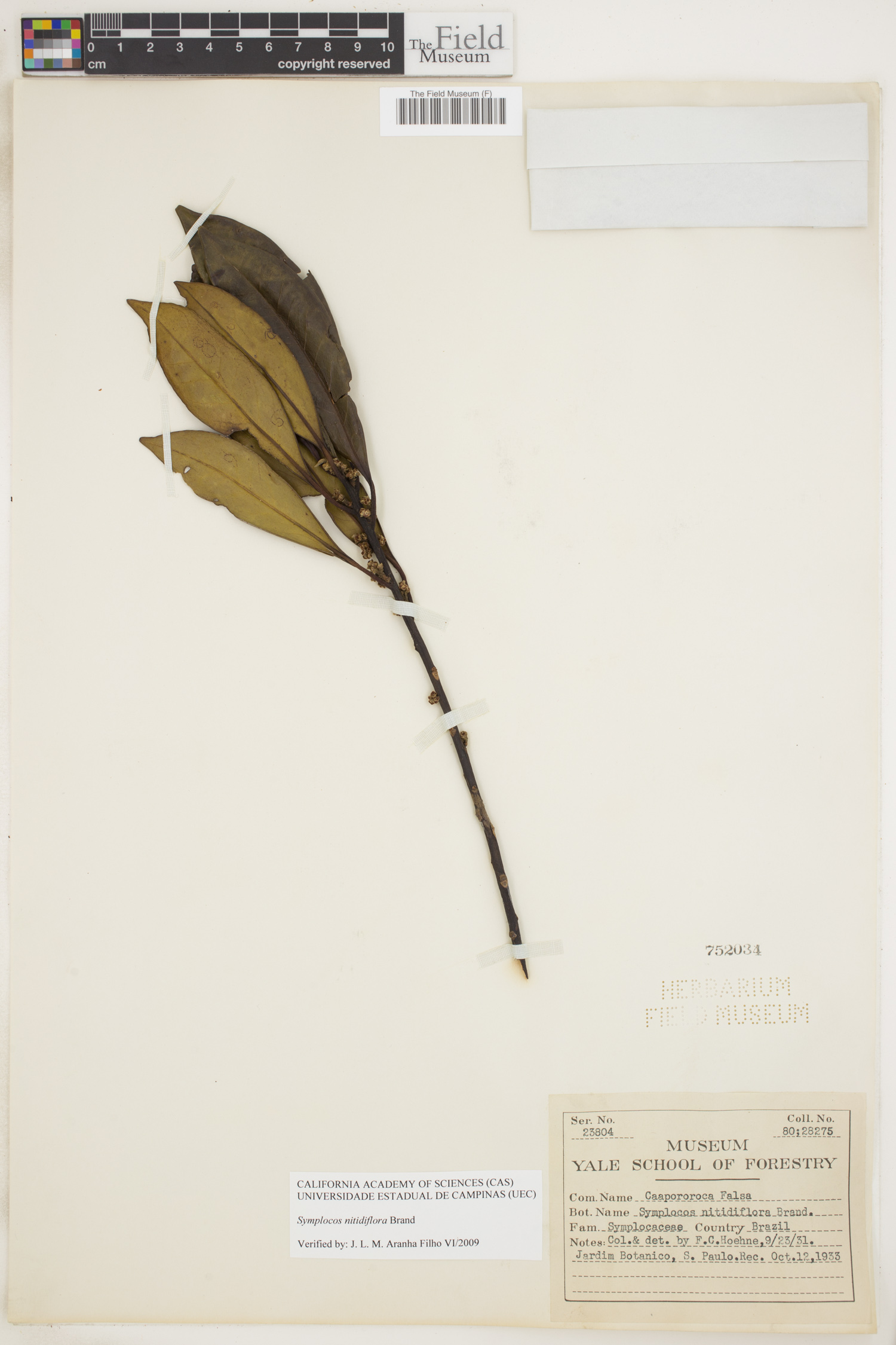 Symplocos nitidiflora image