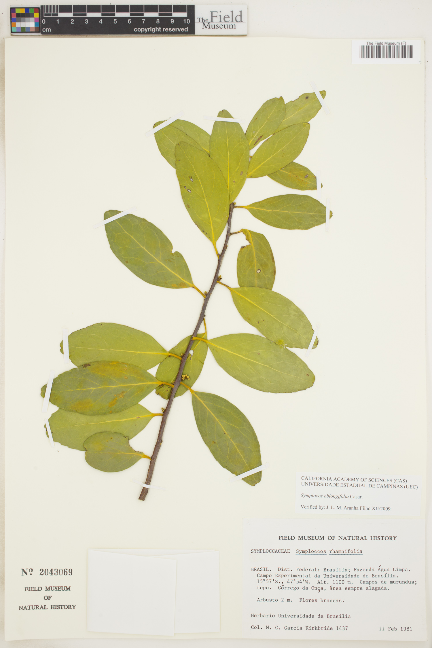 Symplocos oblongifolia image