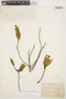Symplocos oblongifolia image