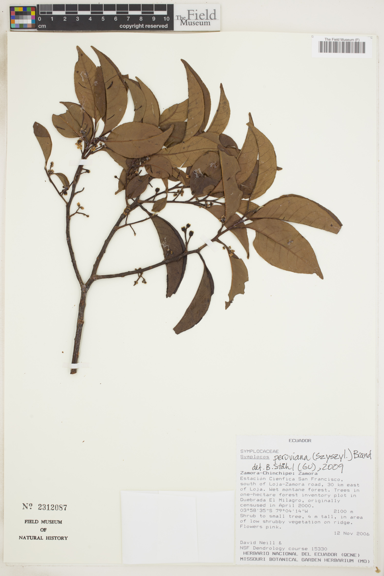 Symplocos peruviana image
