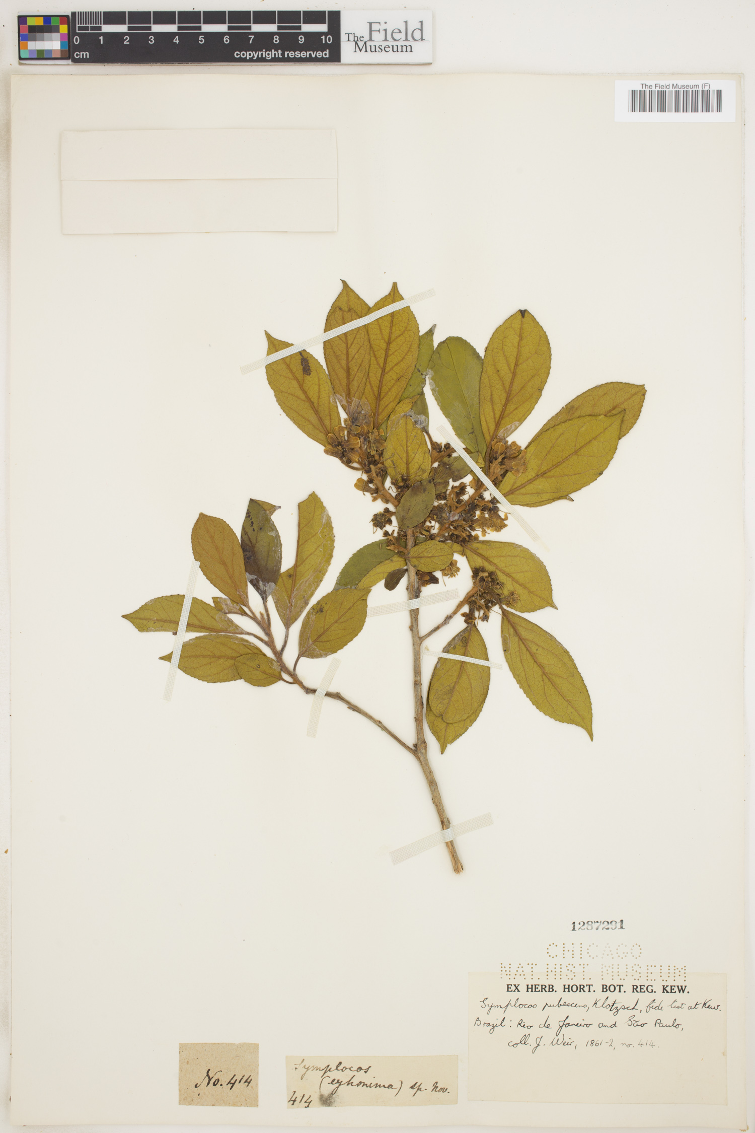 Symplocos pubescens image