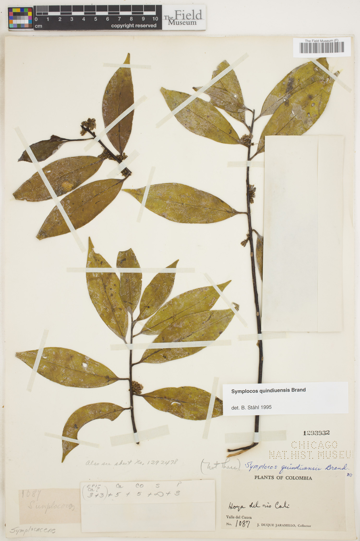 Symplocos quindiuensis image
