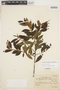 Symplocos tenuifolia image