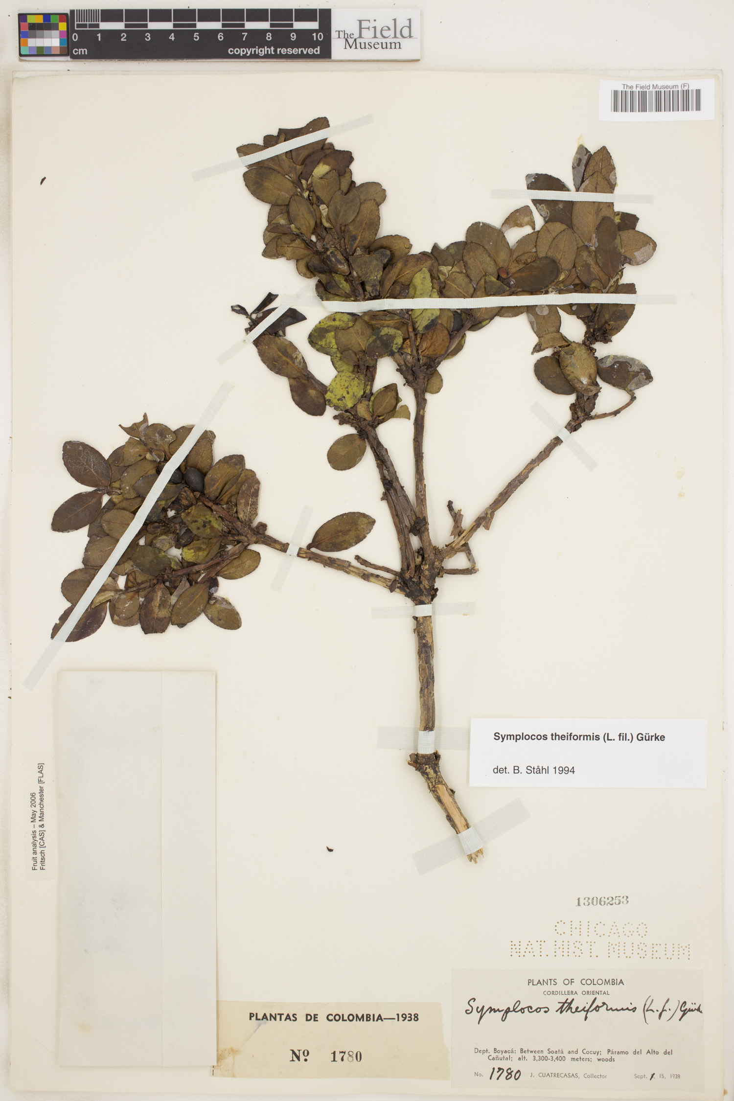 Symplocos theiformis image