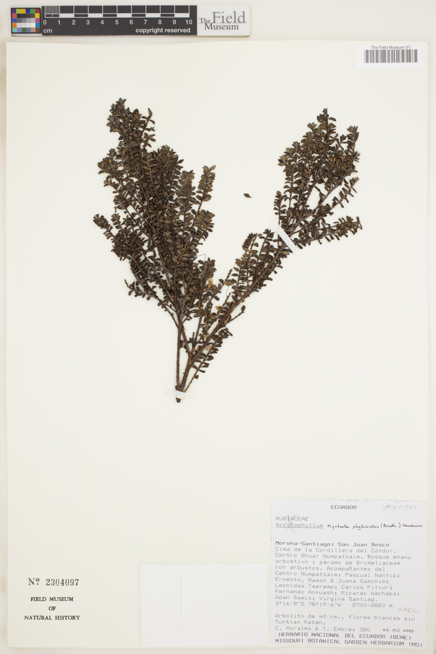 Myrteola phylicoides image