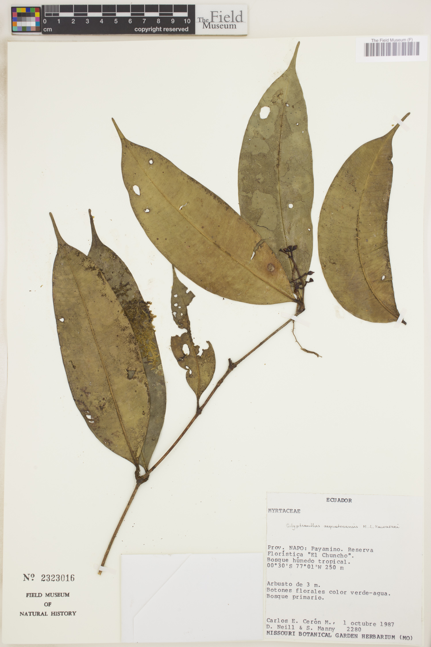 Calyptranthes aequatoriensis image