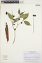 Myrciaria racemosa image