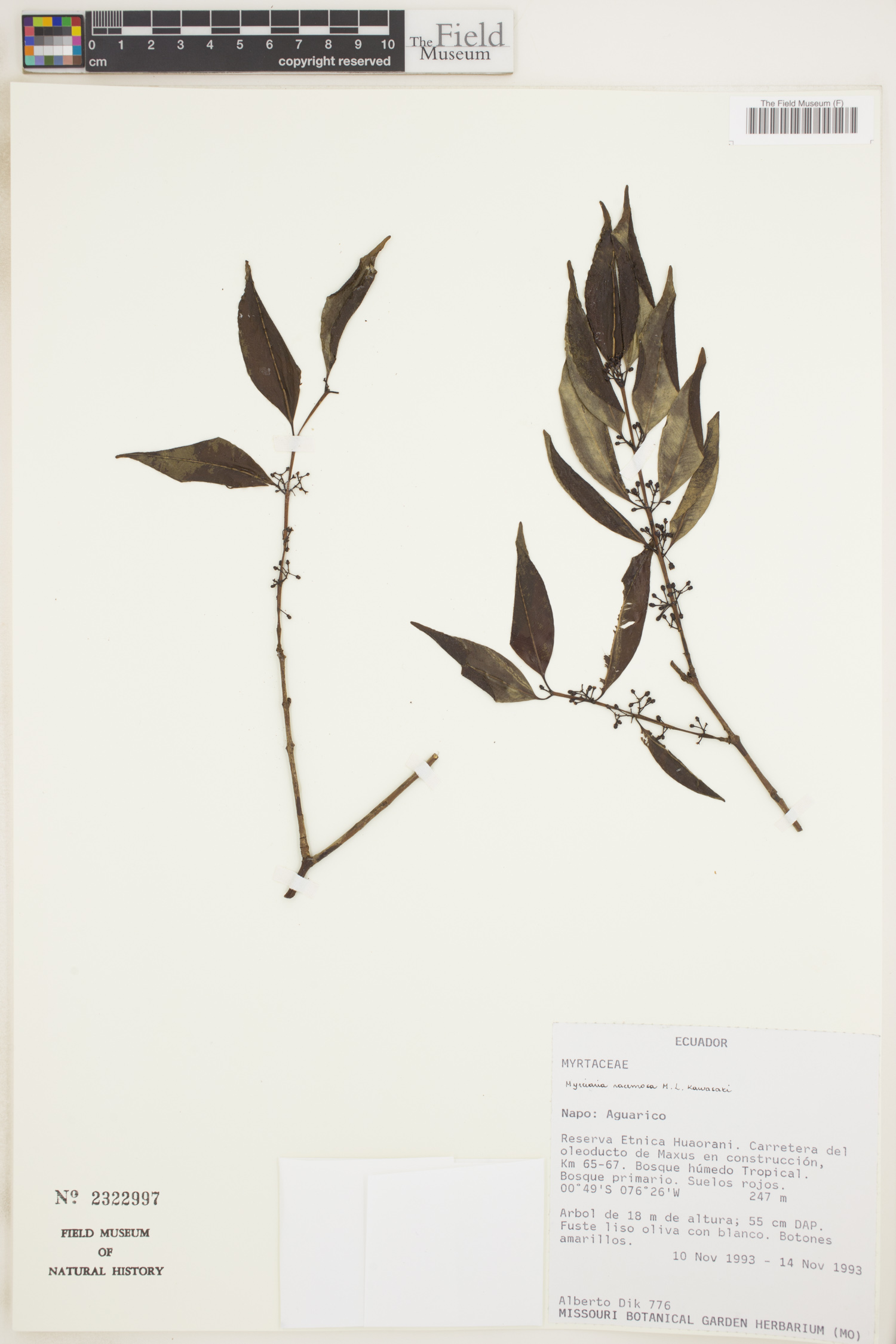 Myrciaria racemosa image