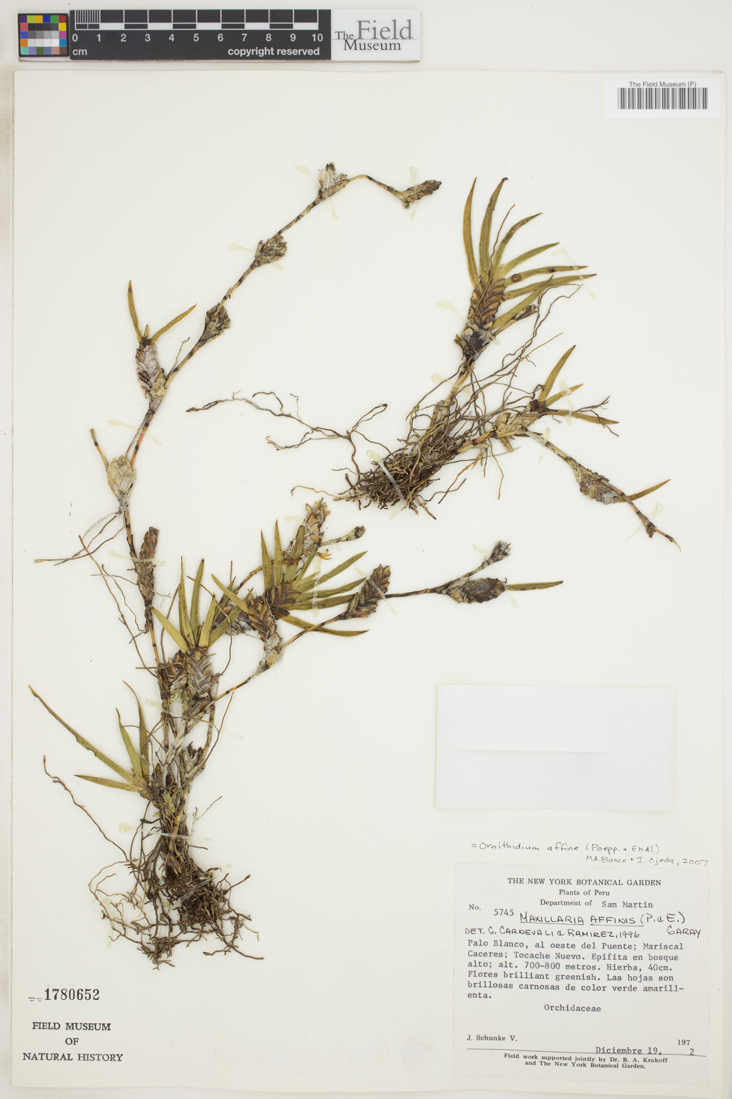 Maxillaria affinis image