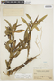 Maxillaria alticola image