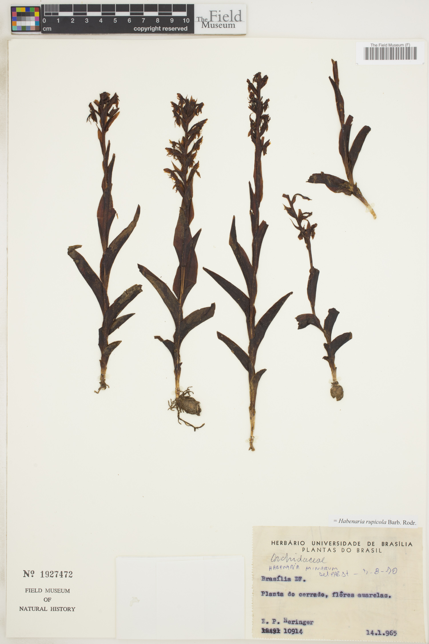 Habenaria rupicola image