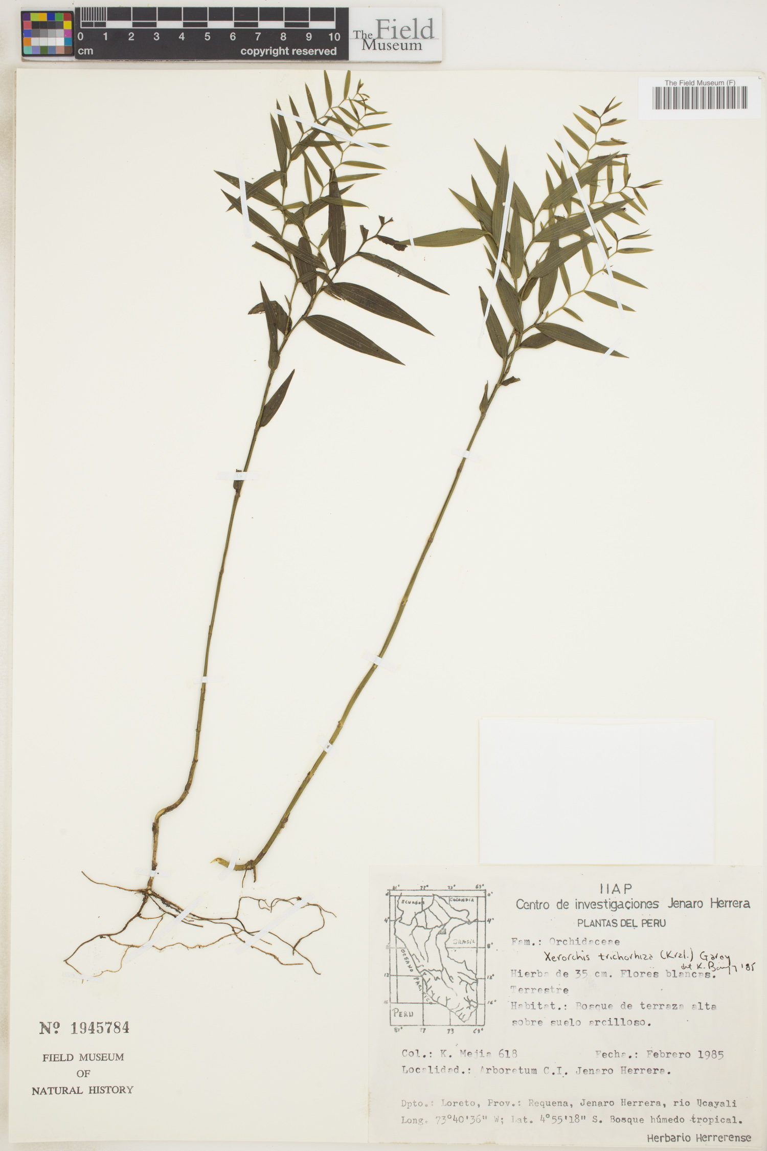 Xerorchis trichorhiza image