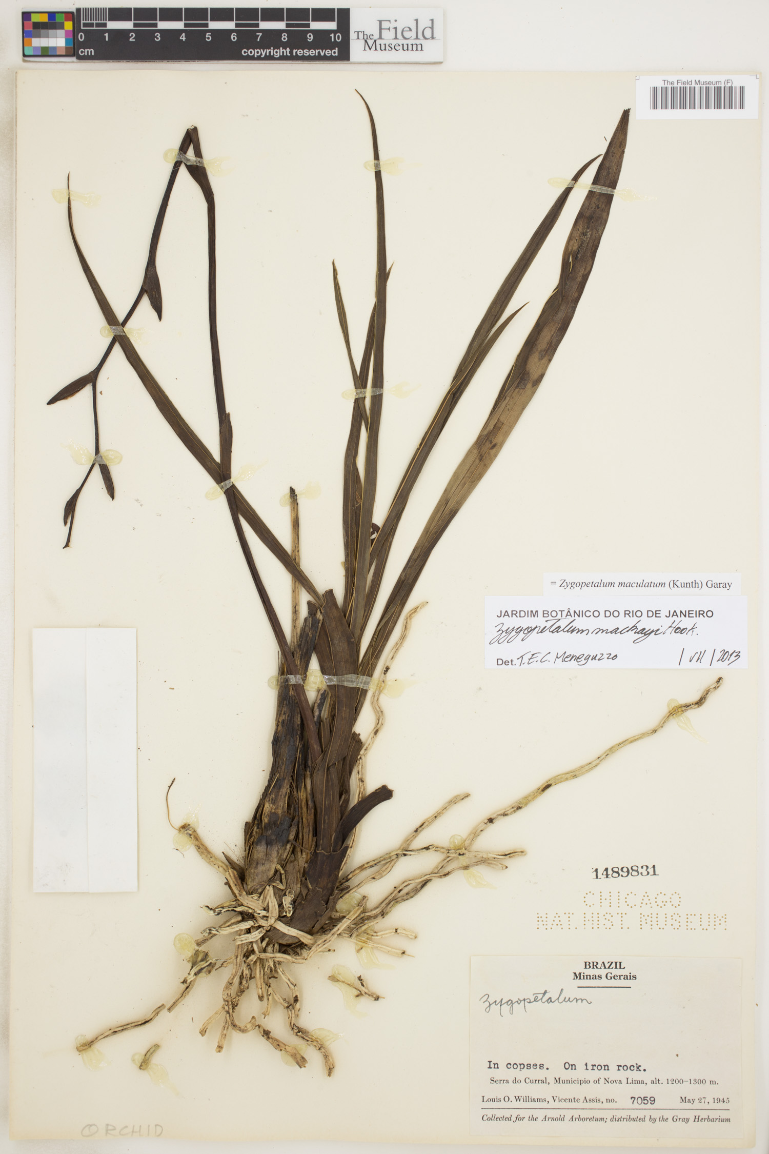 Zygopetalum maculatum image