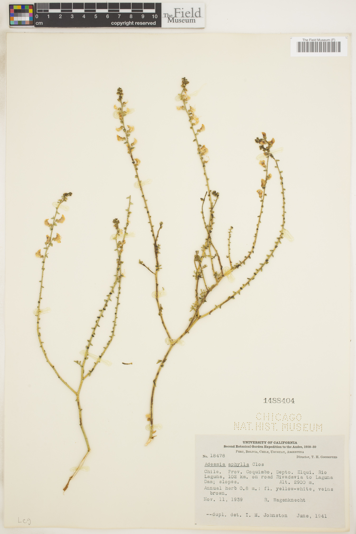 Adesmia aphylla image