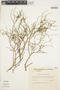 Adesmia argyrophylla image