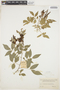 Lonchocarpus atropurpureus image