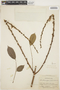 Lonchocarpus boliviensis image