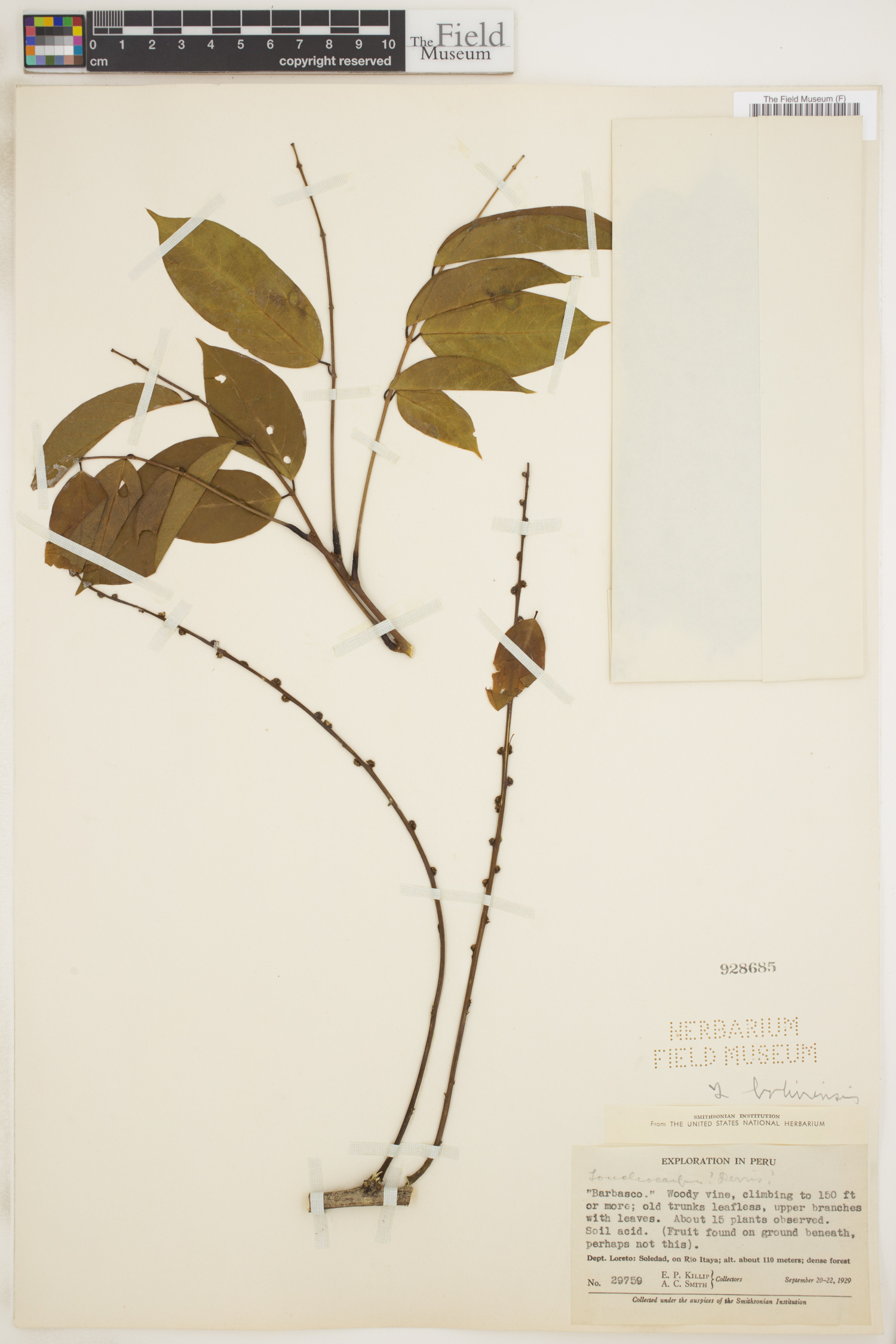 Lonchocarpus boliviensis image